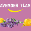 Natuurlijke Handzeep Lavender Ylang