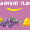 Plasticvrije Shower Bar Lavender Ylang