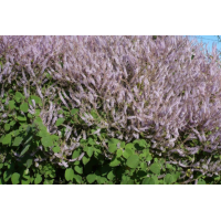 Werfzeep Patchoulizeep – extra afbeelding 3