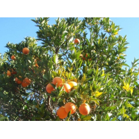 Werfzeep Patchoulizeep – extra afbeelding 4