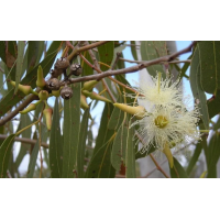 Werfzeep Schoonmaakzeep Fris – extra afbeelding 4