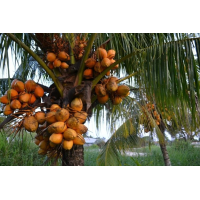 Werfzeep Schoonmaakzeep Clean – extra afbeelding 3