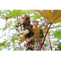 Werfzeep Schoonmaakzeep Clean – extra afbeelding 4