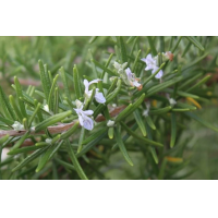 Werfzeep Rozemarijnshampoo – extra afbeelding 3