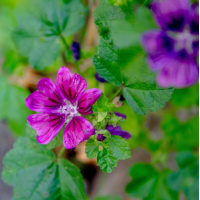 Werfzeep Rozemarijnshampoo – extra afbeelding 4