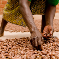 Natuurbazen Shea boter – extra afbeelding 3